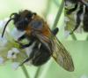 Andrena thoracica
